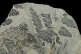 Pennsylvanian Fossil Fern (Mariopteris) Plate - Kentucky #137739-2